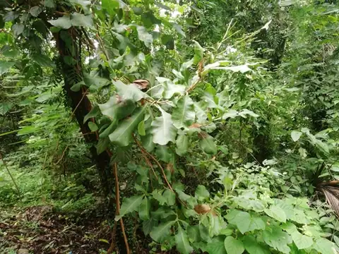 Foto dokumenter Careya arborea