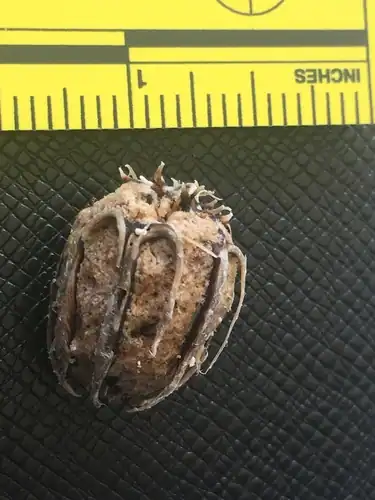 Foto dokumenter Grias cauliflora