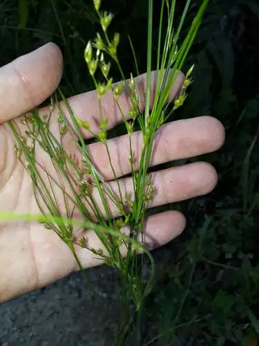 Foto dokumenter Juncus anthelatus