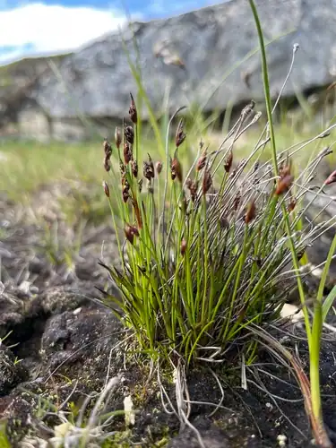 Foto dokumenter Juncus biglumis