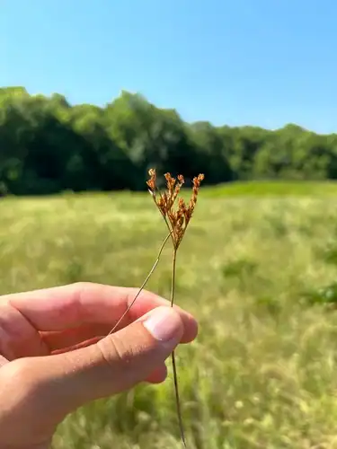 Foto dokumenter Juncus brachyphyllus