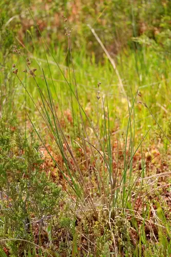 Foto dokumenter Juncus caesariensis