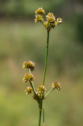 Foto dokumenter Juncus canadensis