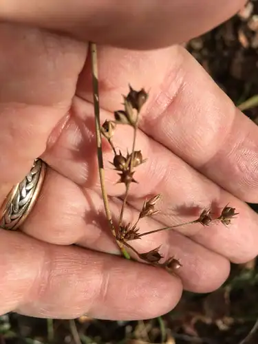 Foto dokumenter Juncus coriaceus