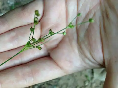Foto dokumenter Juncus dichotomus