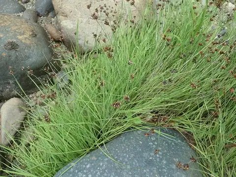 Foto dokumenter Juncus falcatus