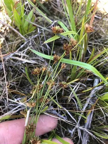 Foto dokumenter Juncus filipendulus