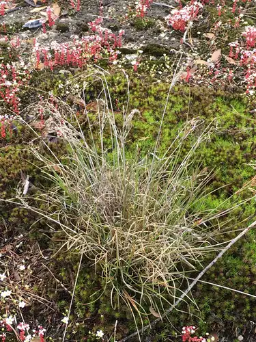 Foto dokumenter Juncus georgianus