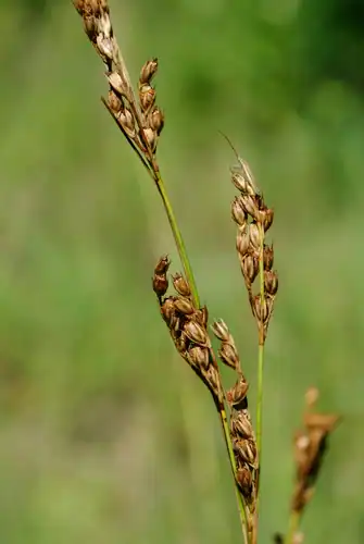 Foto dokumenter Juncus greenei