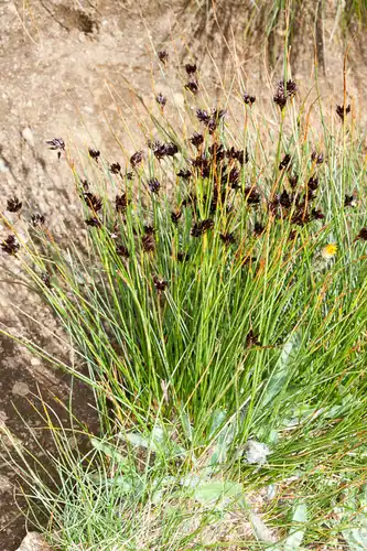 Foto dokumenter Juncus jacquinii