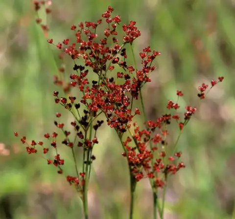 Foto dokumenter Juncus marginatus