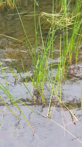 Foto dokumenter Juncus militaris