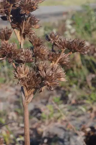 Foto dokumenter Juncus nevadensis