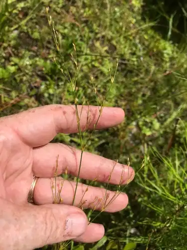 Foto dokumenter Juncus pelocarpus