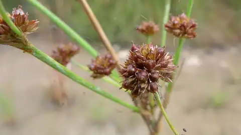 Foto dokumenter Juncus planifolius