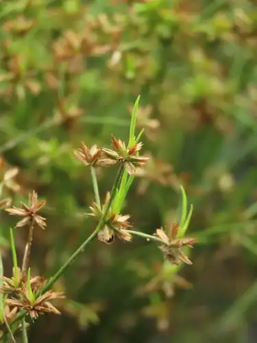 Foto dokumenter Juncus prismatocarpus