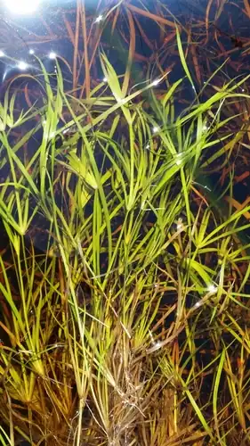 Foto dokumenter Juncus repens