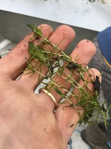 Foto dokumenter Callitriche hermaphroditica