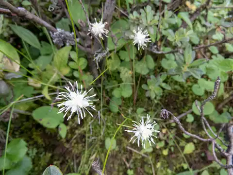 Foto dokumenter Juncus thomsonii