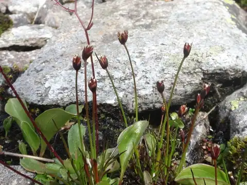 Foto dokumenter Juncus triglumis