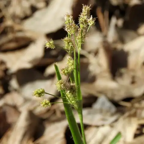 Foto dokumenter Luzula bulbosa