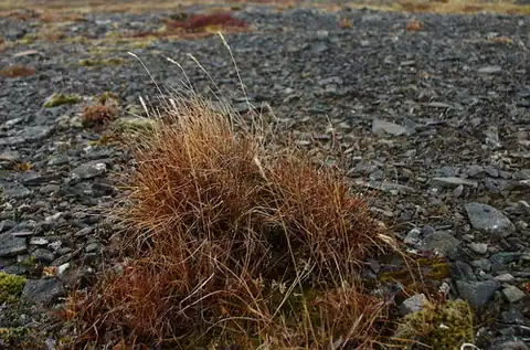 Foto dokumenter Luzula confusa