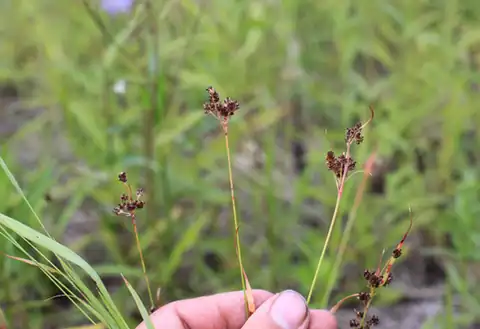Foto dokumenter Luzula rufescens