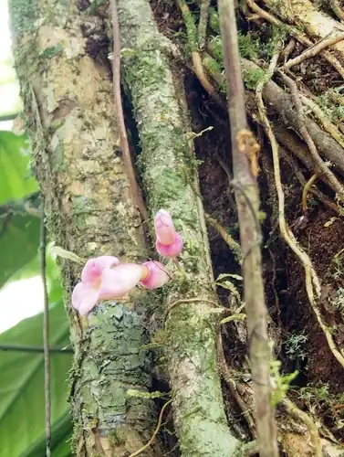 Foto dokumenter Schlegelia nicaraguensis
