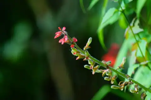 Foto dokumenter Tourrettia lappacea
