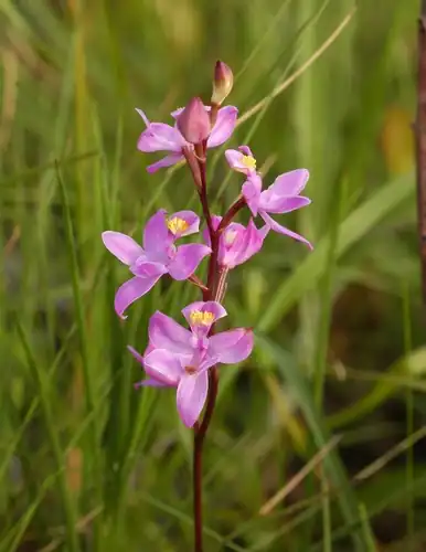 Foto dokumenter Calopogon multiflorus