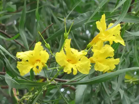 Foto dokumenter Astianthus viminalis