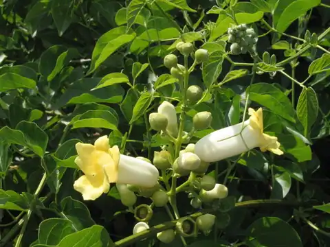 Foto dokumenter Amphilophium crucigerum