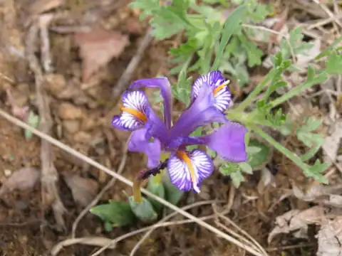Foto dokumenter Iris barbatula