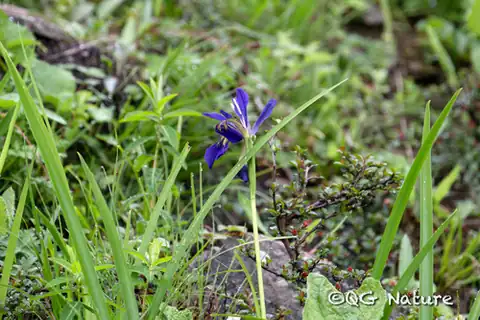 Foto dokumenter Iris chrysographes