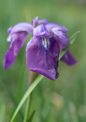 Foto dokumenter Iris cuniculiformis
