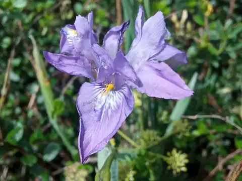 Foto dokumenter Iris decora