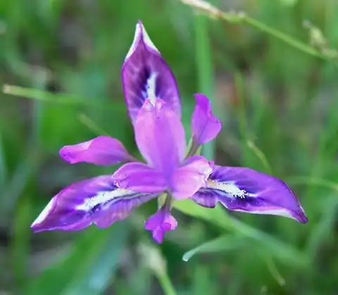 Foto dokumenter Iris goniocarpa