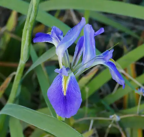 Foto dokumenter Iris hexagona