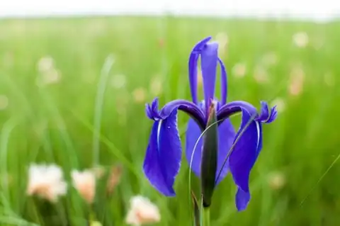 Foto dokumenter Iris laevigata