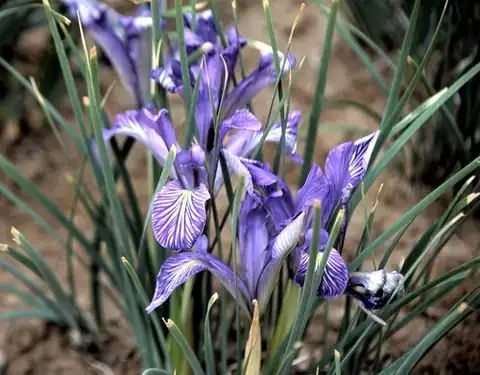 Foto dokumenter Iris loczyi