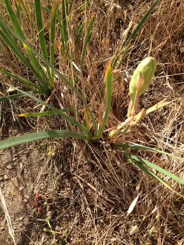 Foto dokumenter Iris longipetala