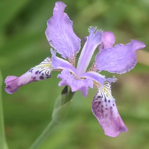 Foto dokumenter Iris milesii