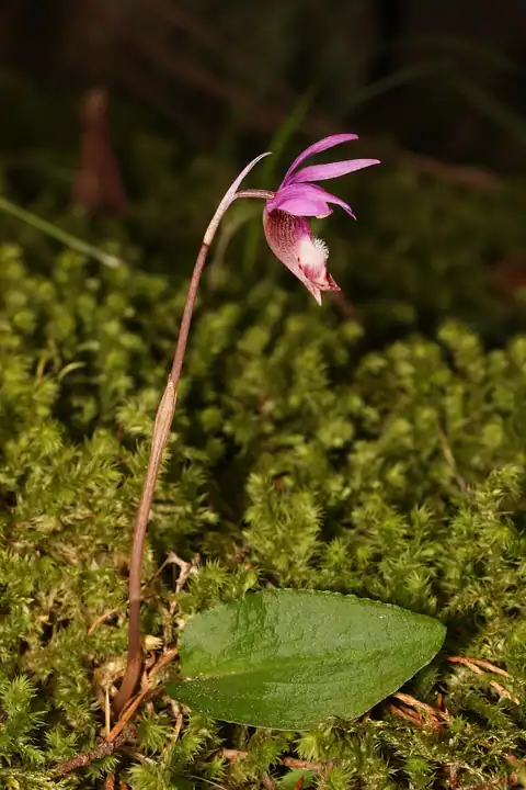 Calypso bulbosa, dicatat sumber sebagai Calypso bulbosa var. occidentalis.