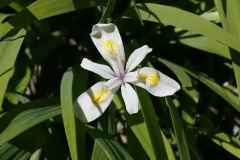 Foto dokumenter Iris tenuis