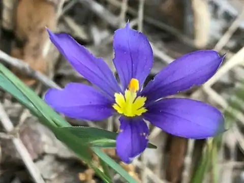 Foto dokumenter Sisyrinchium ensigerum