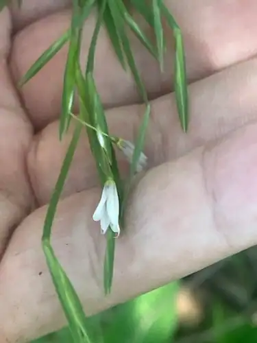 Foto dokumenter Sisyrinchium dichotomum