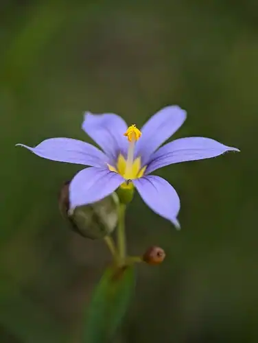 Foto dokumenter Sisyrinchium demissum