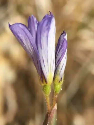 Foto dokumenter Sisyrinchium funereum