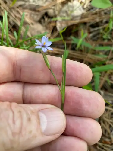 Foto dokumenter Sisyrinchium fuscatum