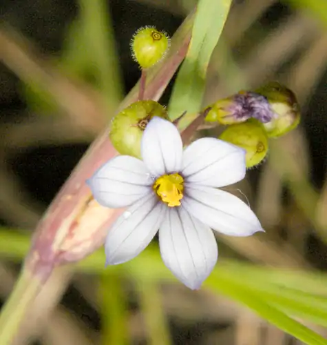 Foto dokumenter Sisyrinchium albidum
